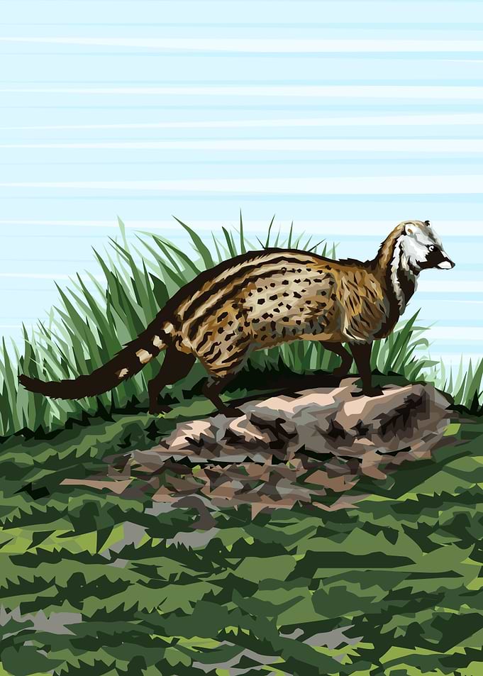 Kopi Luwak