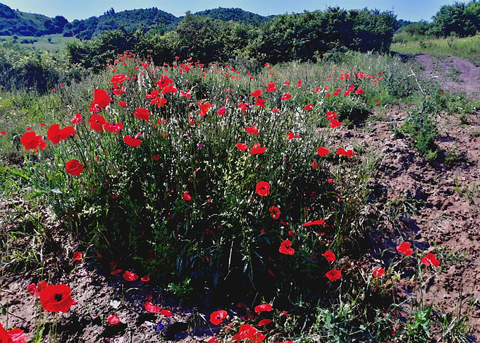 Poppy landscape