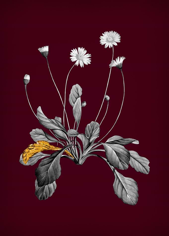 Daisy Flowers on Crimson