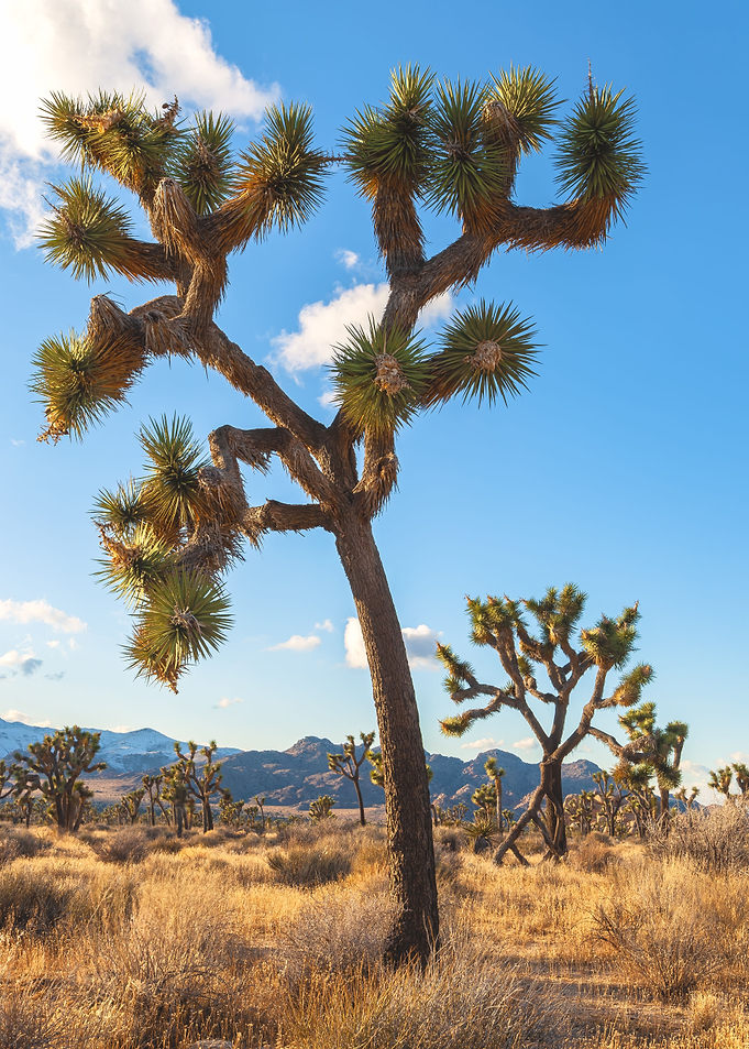Yucca Palm
