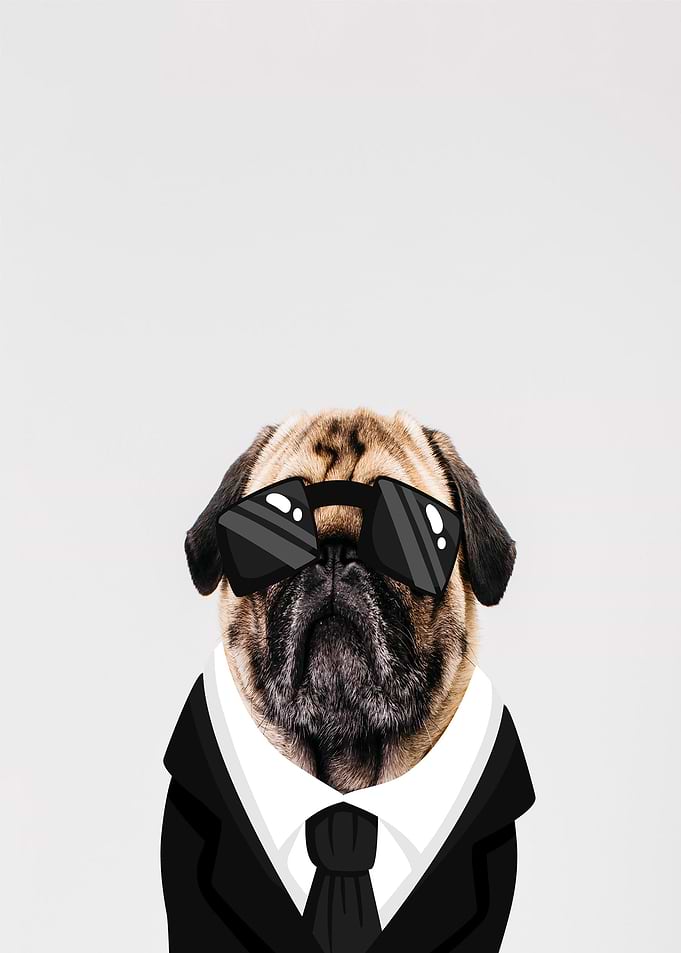 cool pug