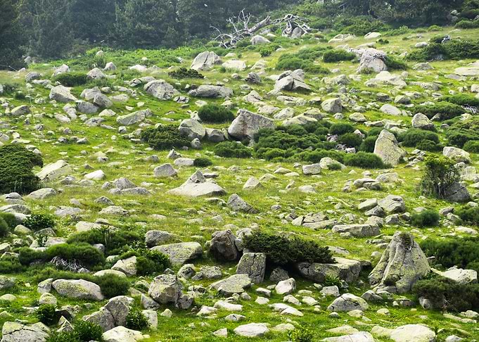 Rocks in the meadow