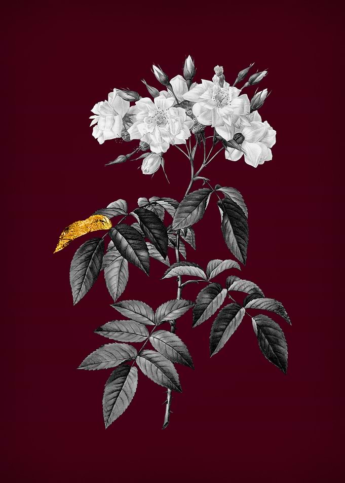 Musk Rose on Crimson Red
