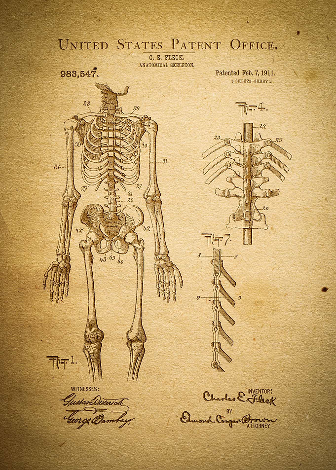 Anatomical Skeleton