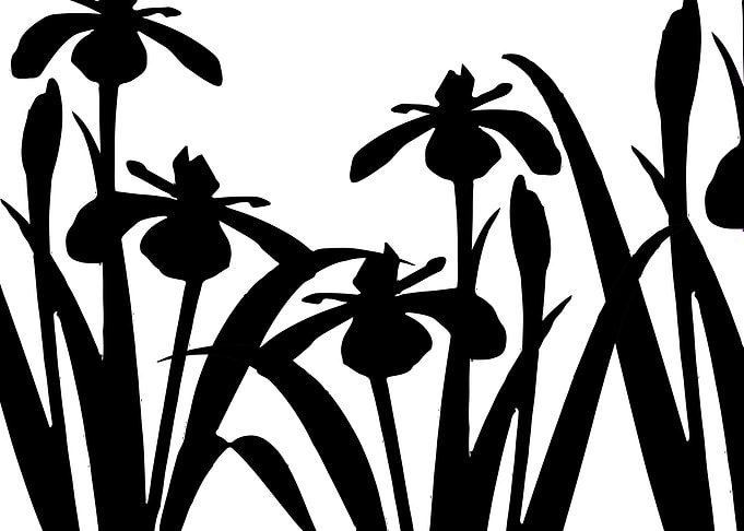 Daffodils Flower