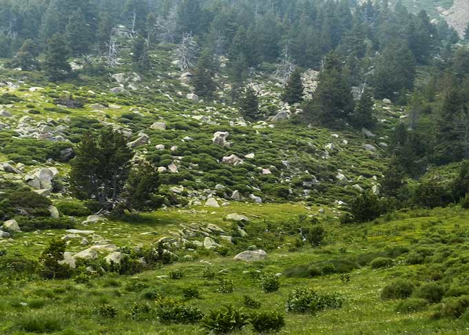 Trees on the mountain