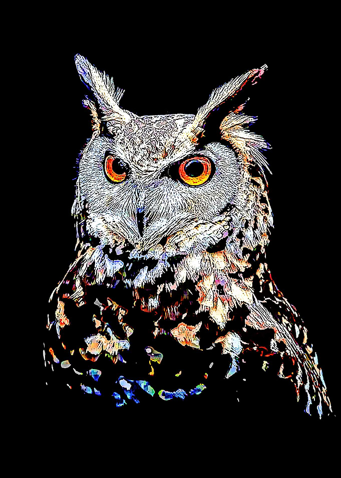 Animal 97
