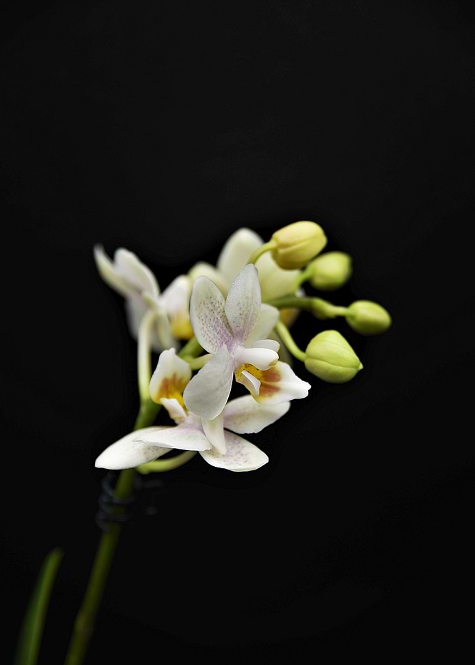 Blossoming Orchid