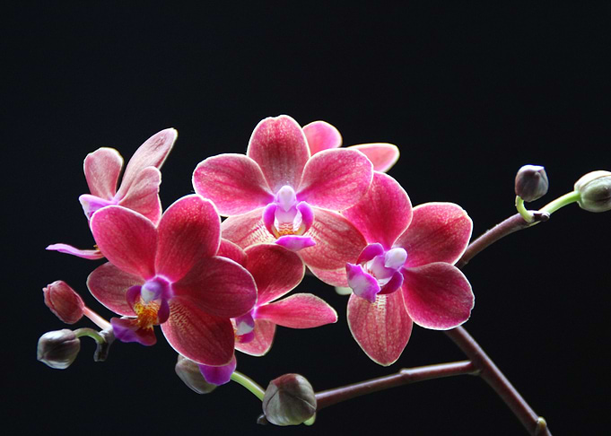 Exotic Pink Orchids