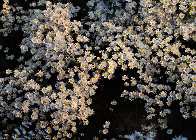 Field Of Daisies