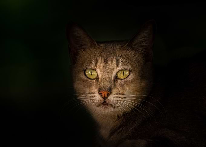 cat