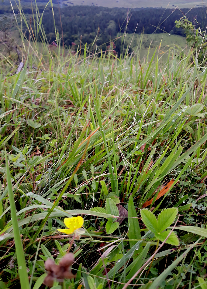 Grass