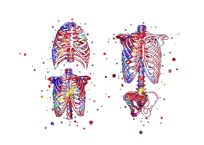 Skeleton torso