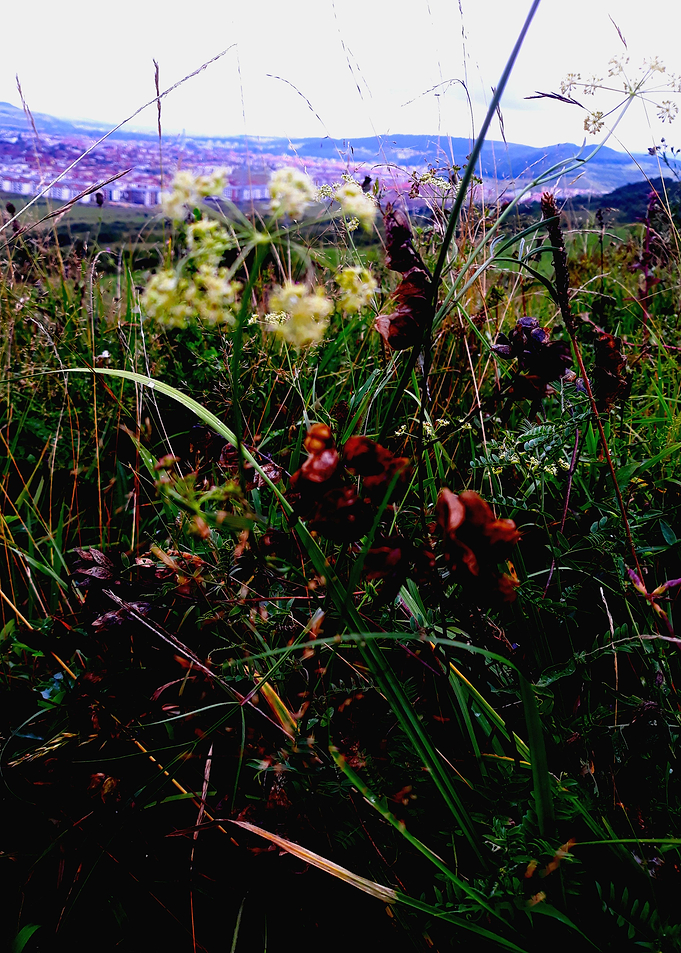 At the grass level