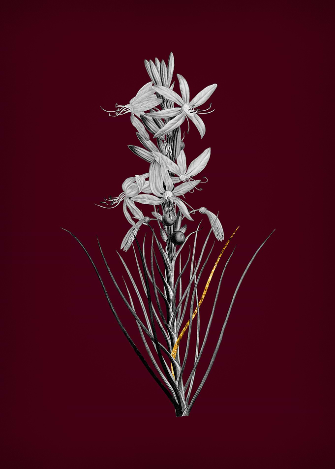 Yellow Asphodel