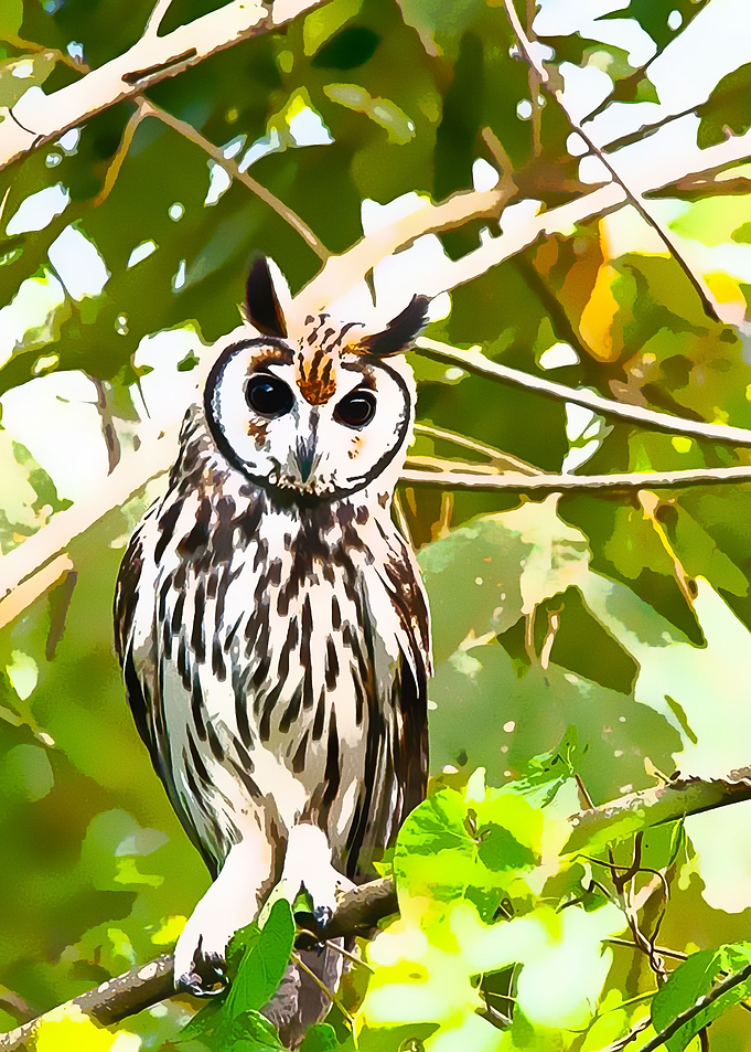 Animals 11