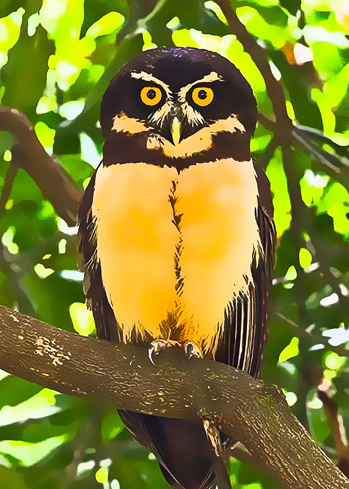 Animals 13