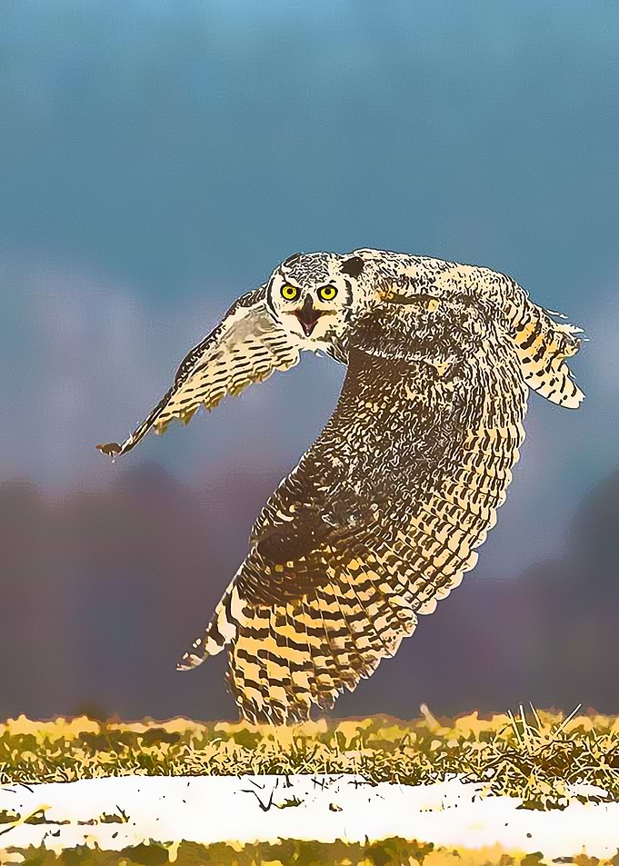 Animals 15
