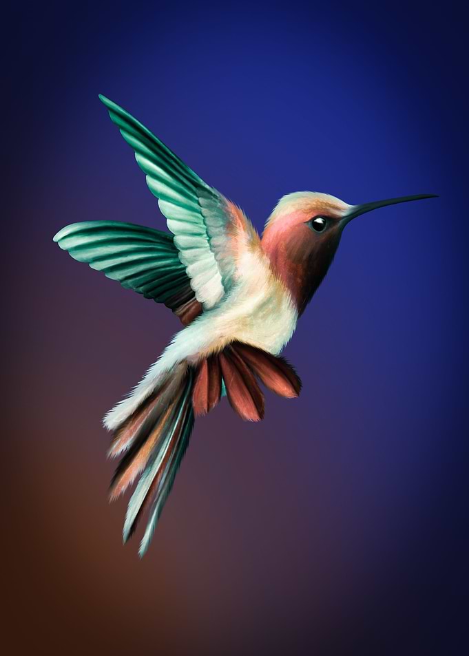 Humming bird 1