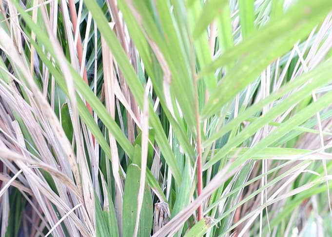 Beautiful Fresh Leaves