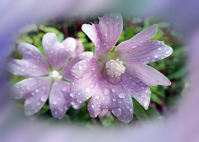Bright purple