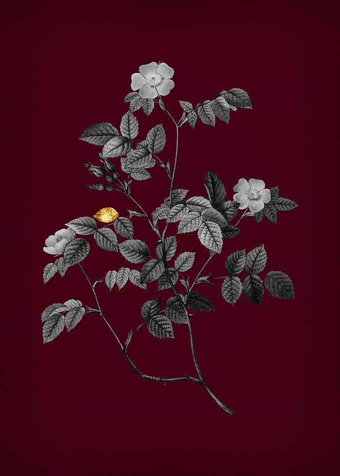 Sweetbriar Rose on Crimson