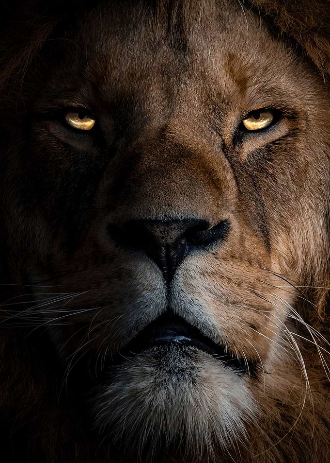 ion king face poster