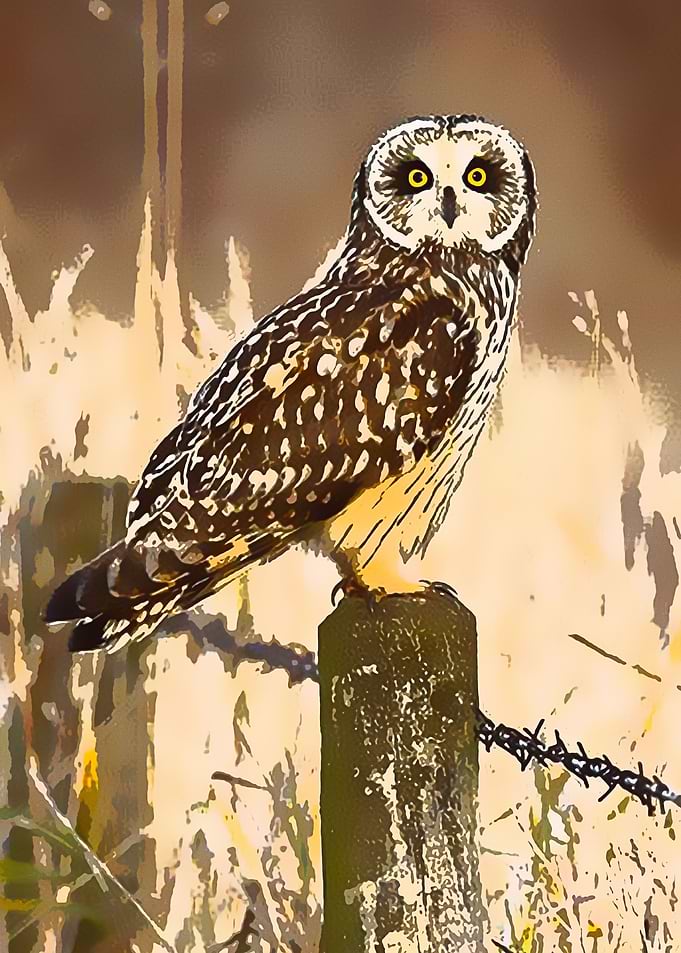 Animals 8