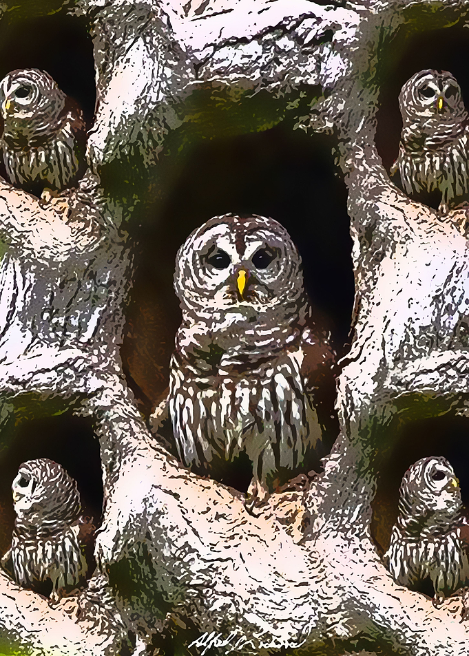 Animals 7