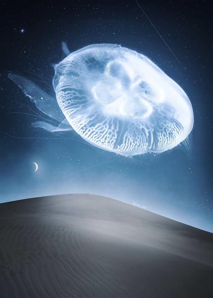 Jellyfish