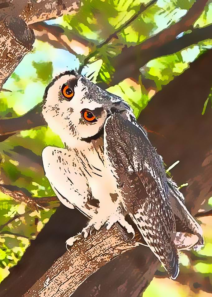Animals 6