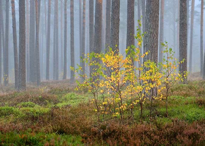 Beautiful Nature Landscape
