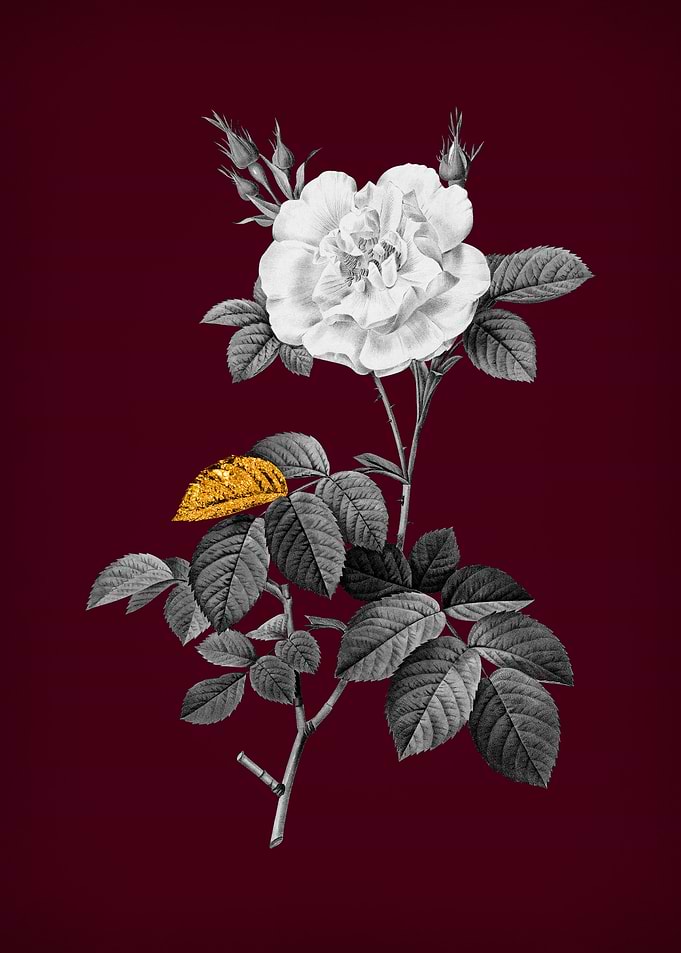 White Rose on Crimson