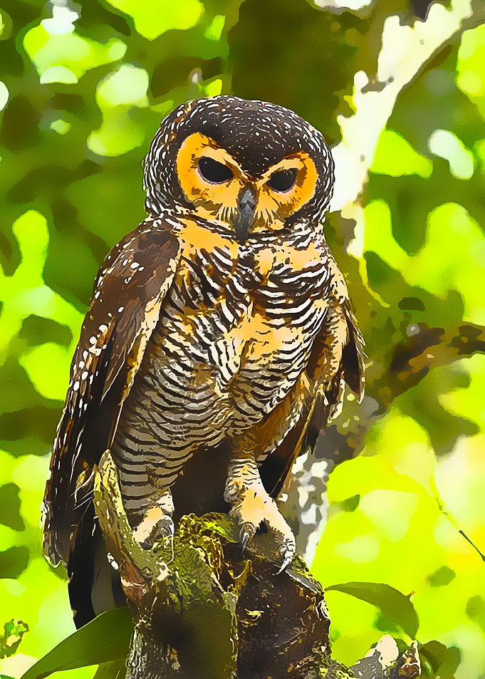 Animals 14