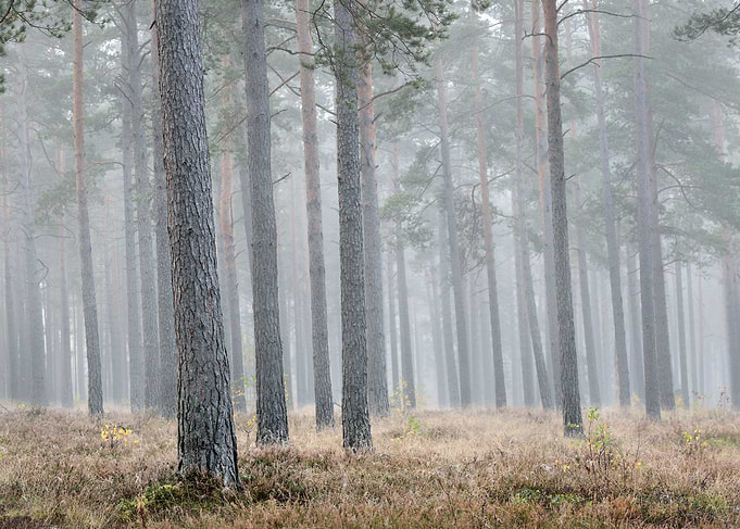 Beautiful Nature Landscape