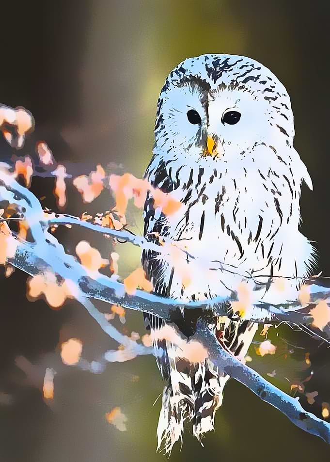 Animals 9