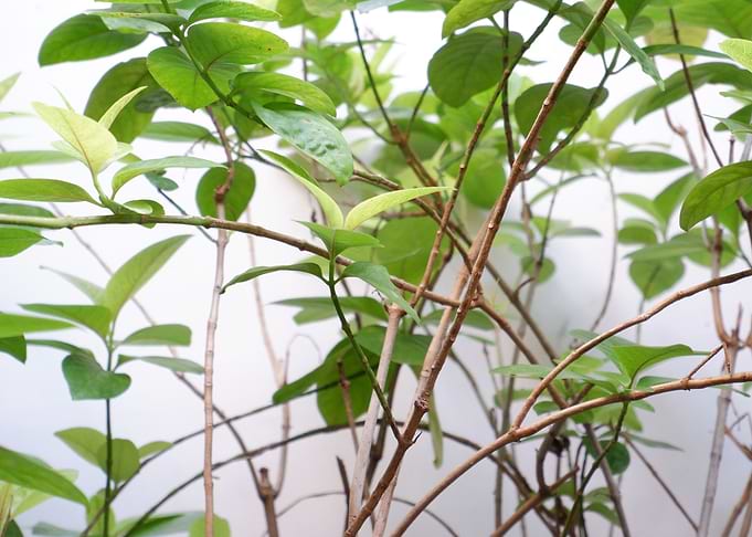 Beautiful Fresh Leaves
