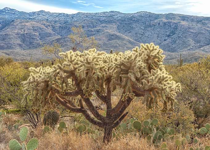 Chain fruit Cholla