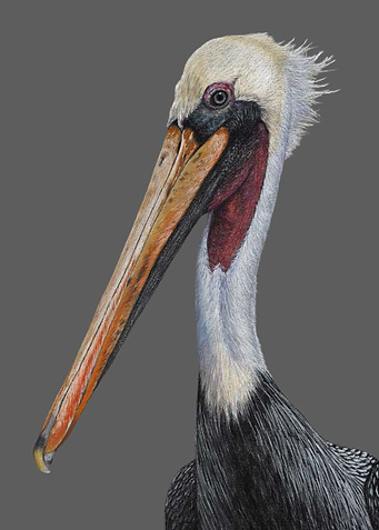 Brown pelican