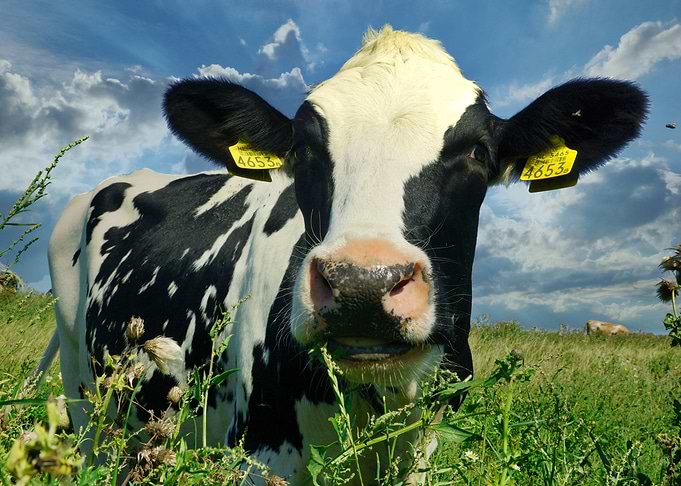 Cow