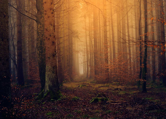 Dark Forest