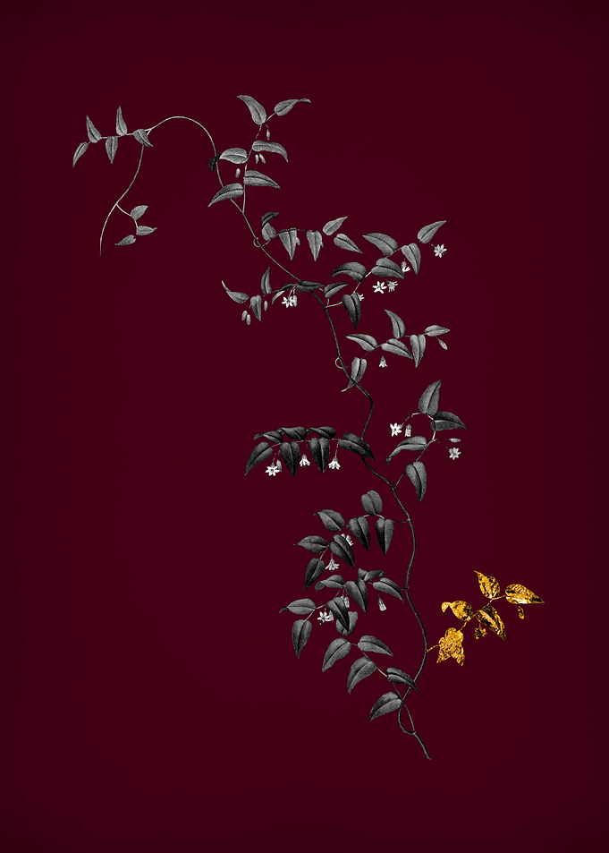 Bridal Creeper on Crimson