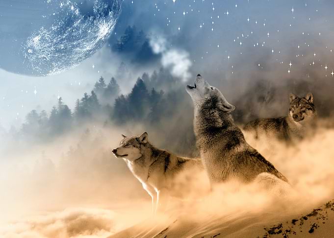 Moonlight Howl