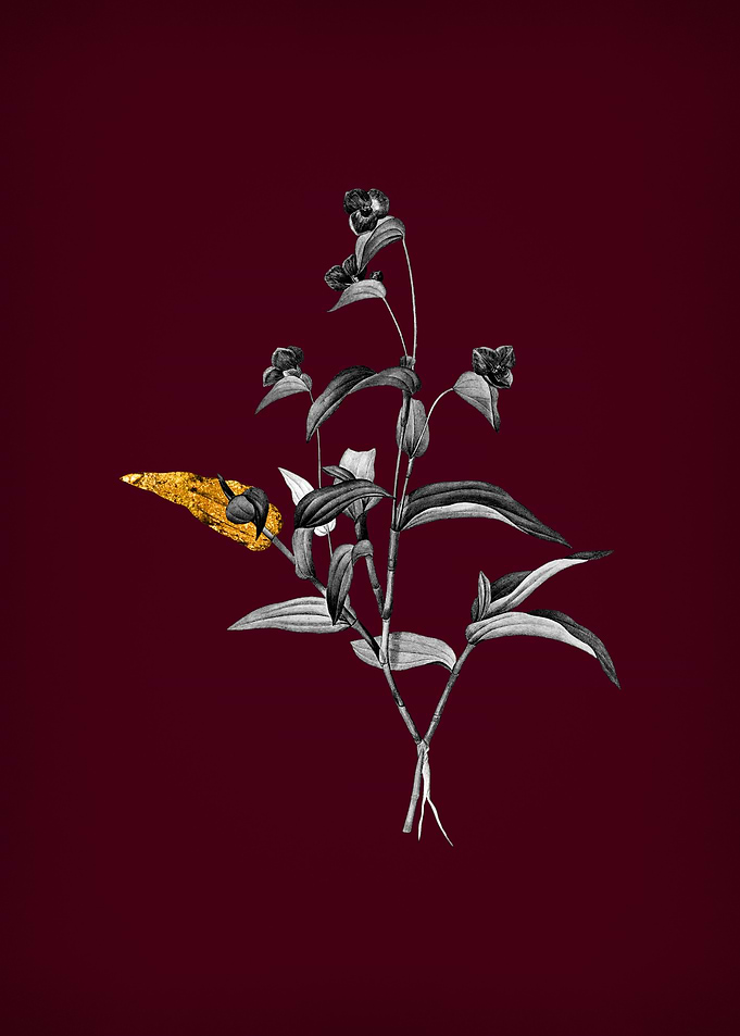 Blue Spiderwort on Crimson