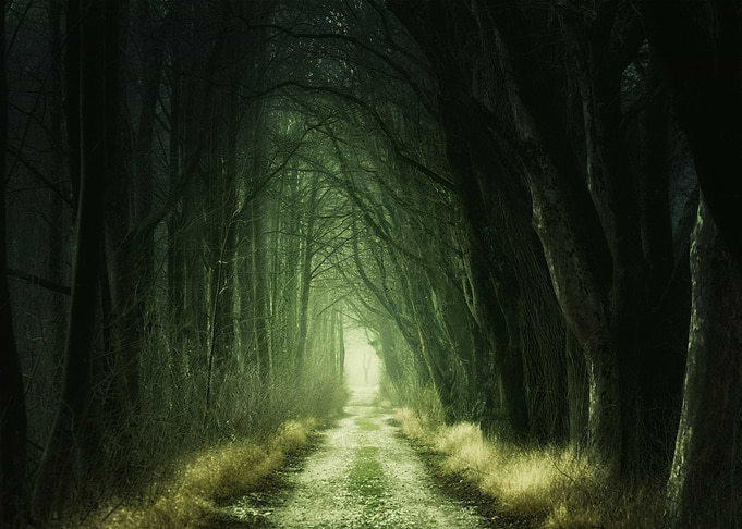 Dark Forest