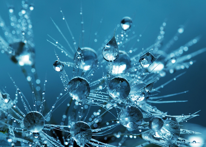Water Droplets Macro Blue
