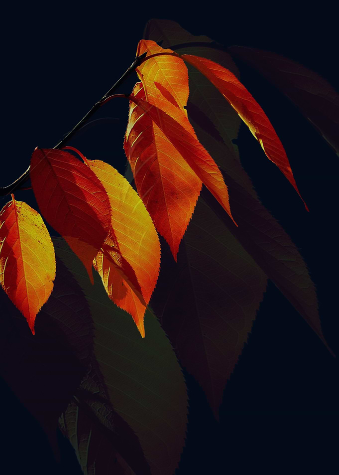 Foliage leaf