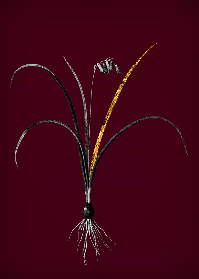 Brimeura on Crimson