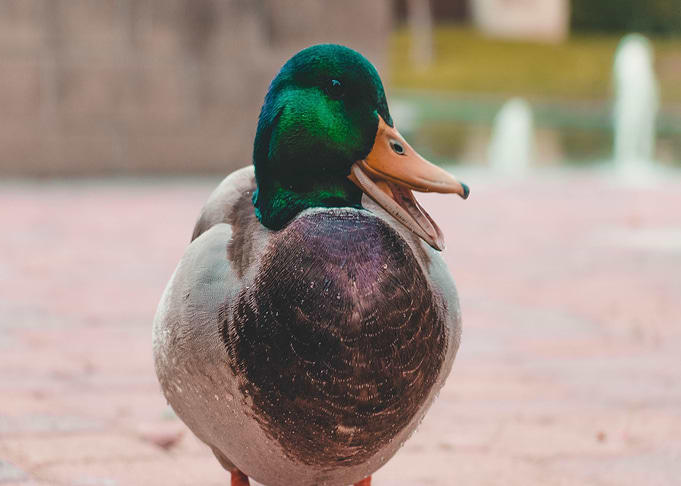 head animal orange
