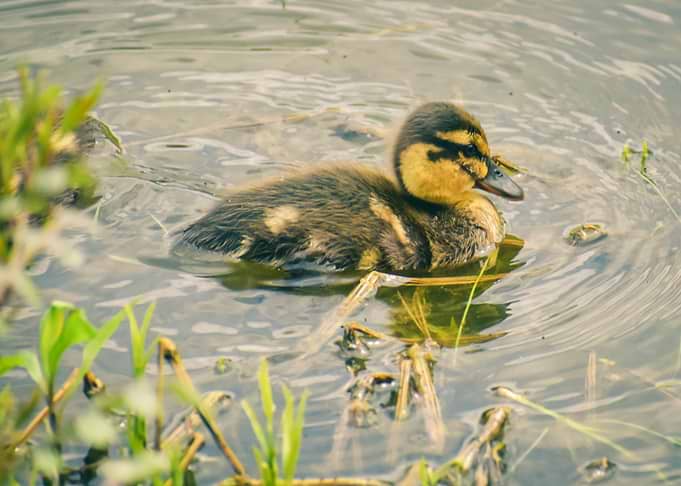 water baby